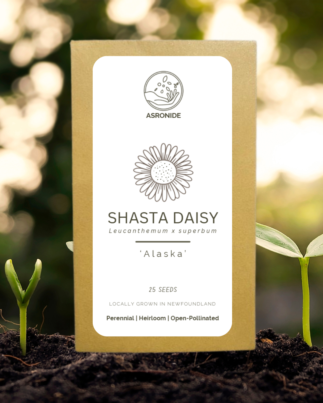 Alaska Shasta Daisy Seeds