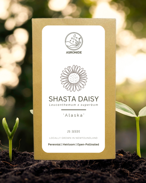 Alaska Shasta Daisy Seeds