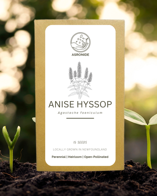 Anise Hyssop Seeds
