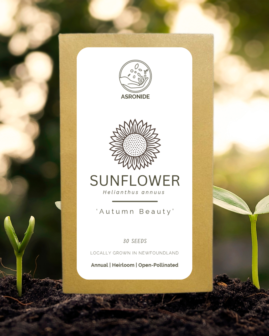 Autumn Beauty Sunflower Seeds