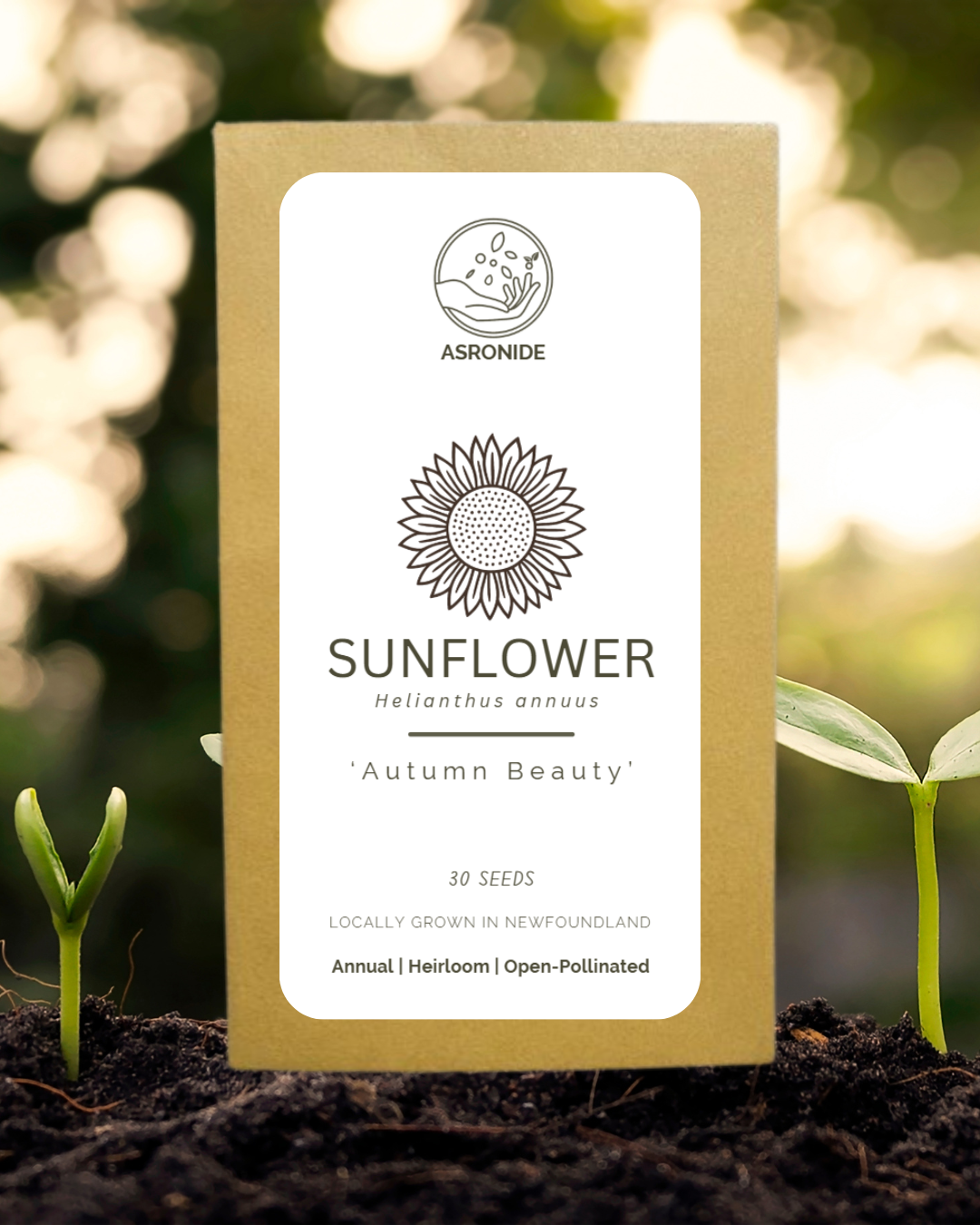 Autumn Beauty Sunflower Seeds