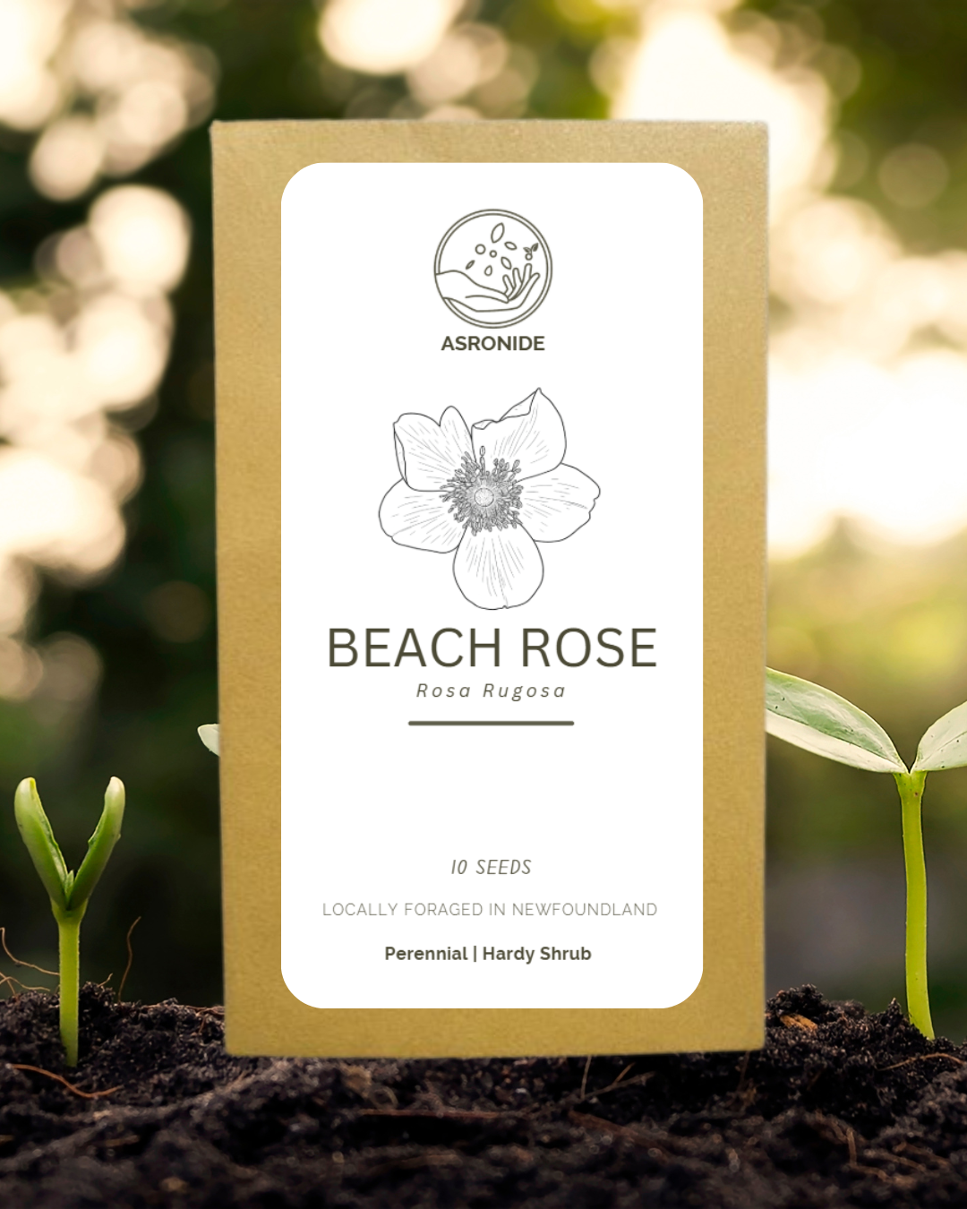 Beach Rose Seeds