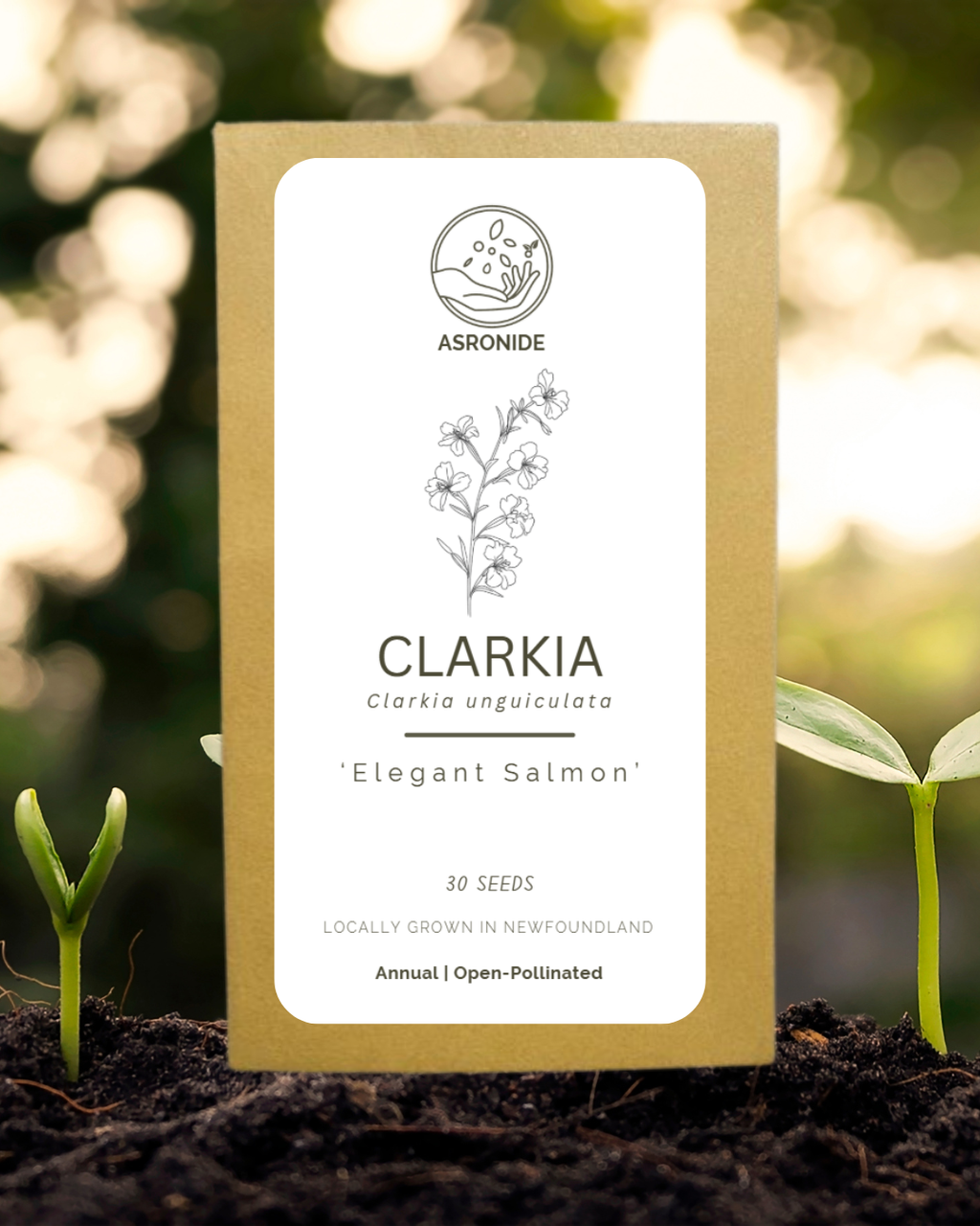 Clarkia 'Elegant Salmon' Seeds