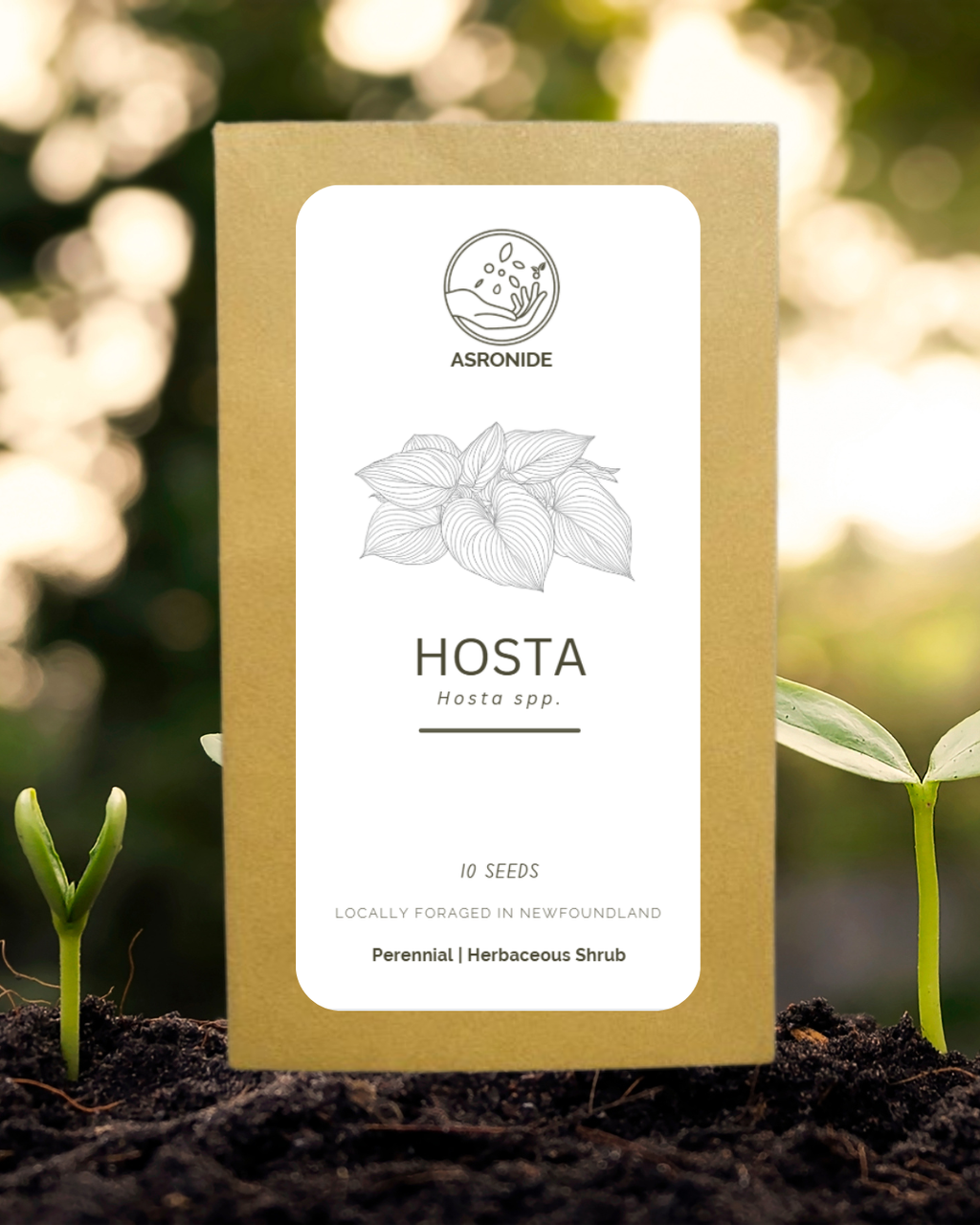 Hosta Seeds