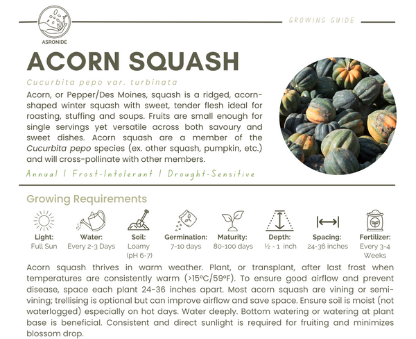 Acorn Squash