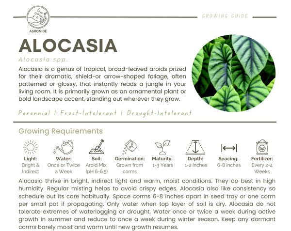 Alocasia