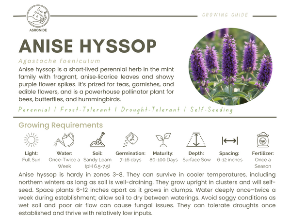 Anise Hyssop