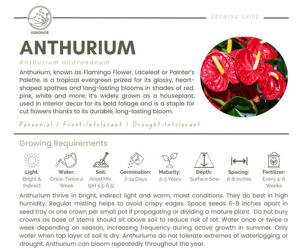 Anthurium