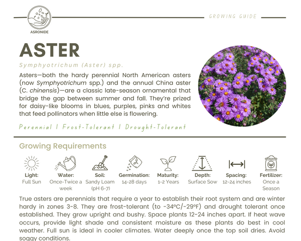 Aster