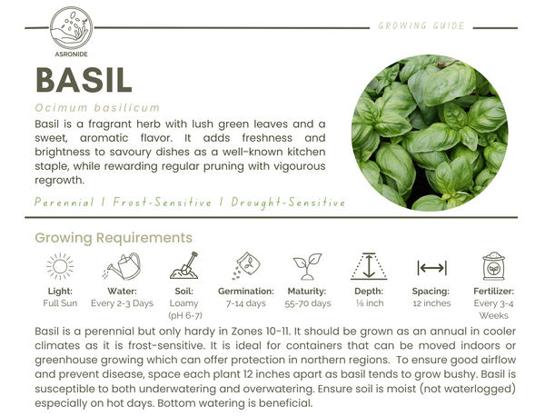 Basil