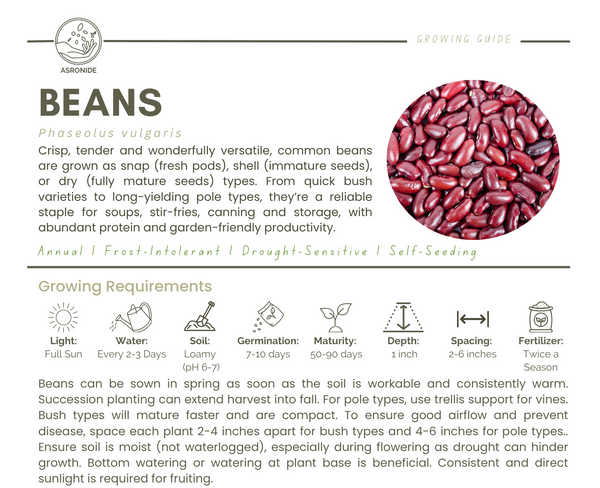 Beans