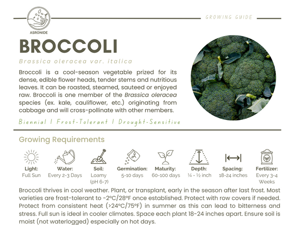 Broccoli