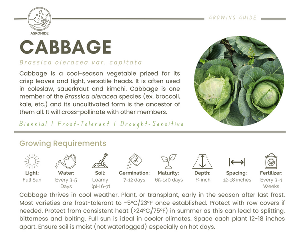 Cabbage