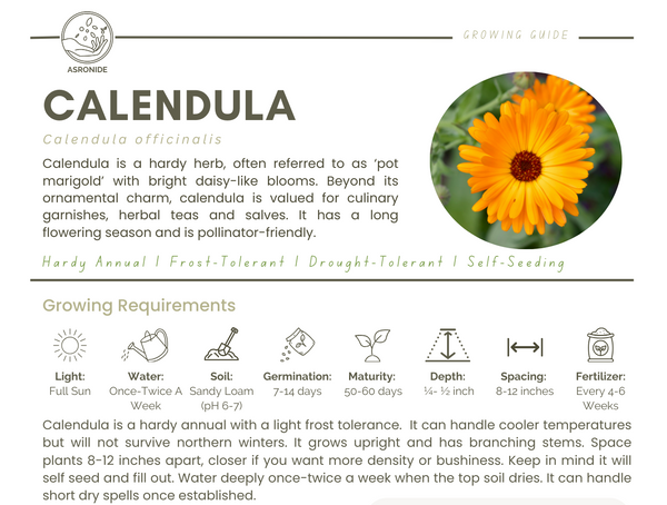 Calendula
