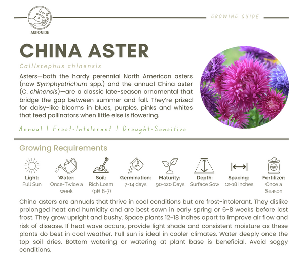 China Aster