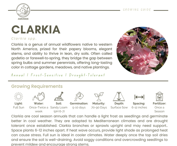 Clarkia