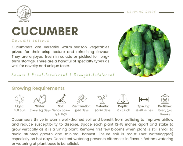 Cucumber