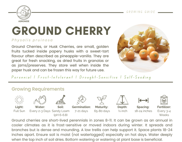 Ground Cherry