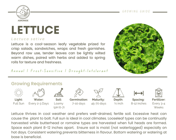 Lettuce