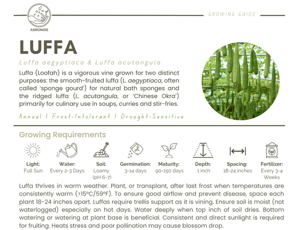 Luffa