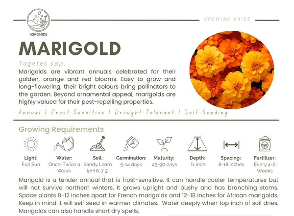 Marigold