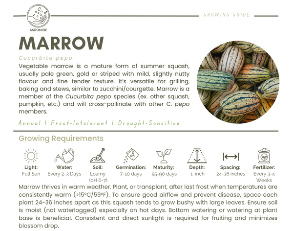 Marrow
