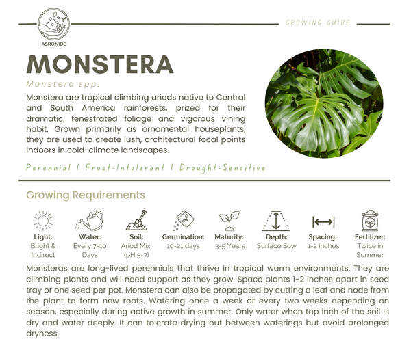 Monstera