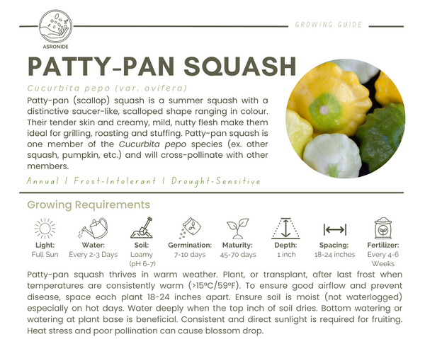 Patty-Pan Squash