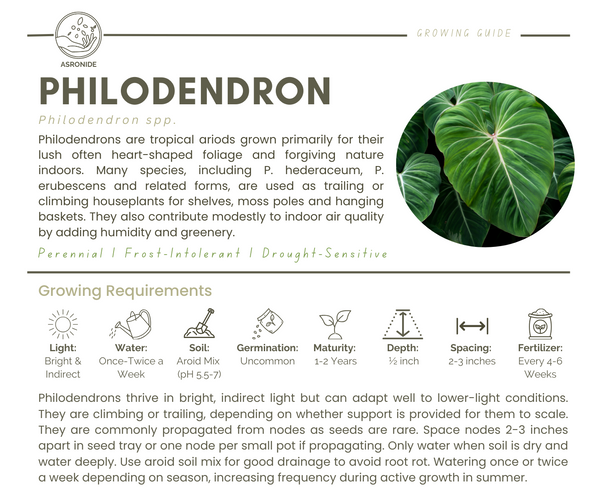 Philodendron