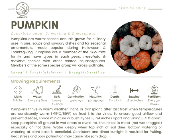 Pumpkin