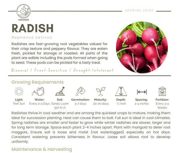 Radish
