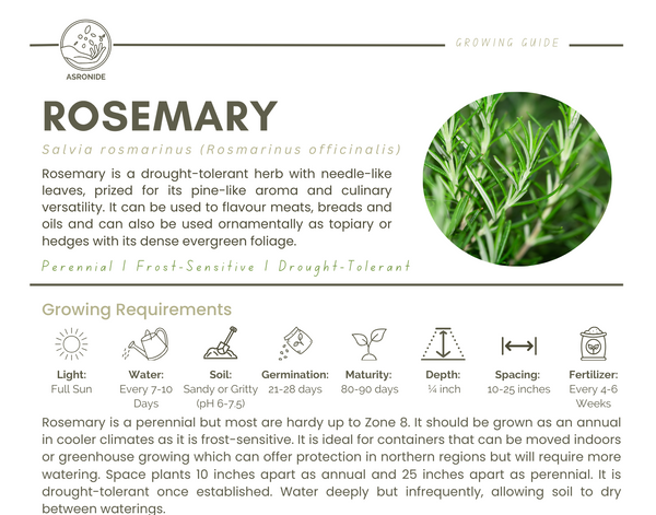 Rosemary