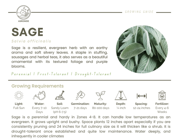 Sage