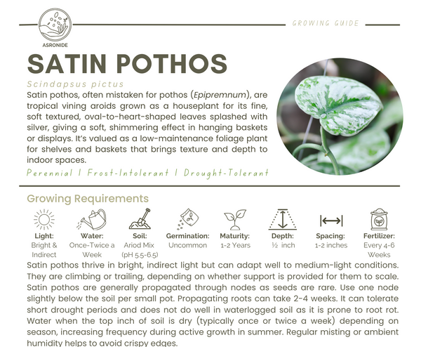 Satin Pothos