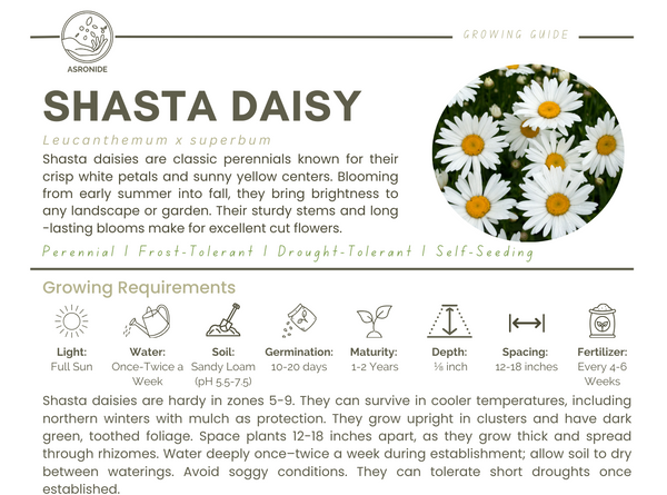 Shasta Daisy