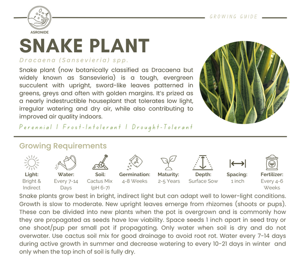 Snake Plant