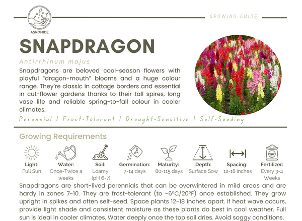 Snapdragon