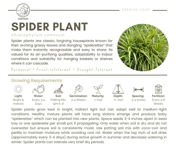 Spider Plant