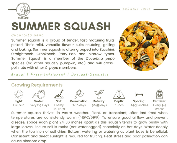 Summer Squash