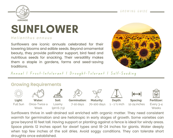 Sunflower