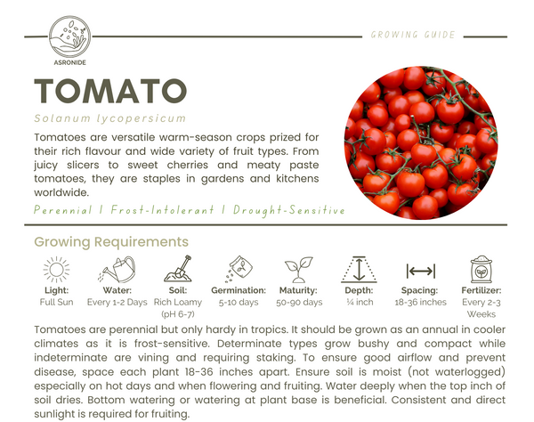 Tomato