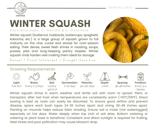 Winter Squash