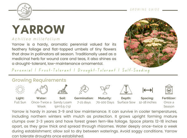 Yarrow