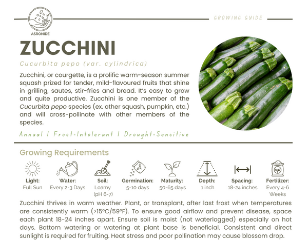 Zucchini
