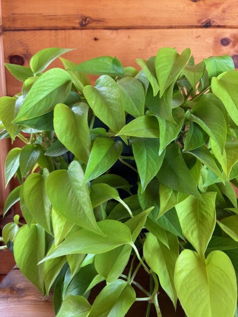 Lemon Lime Pothos