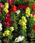 Maximum Mix Snapdragon Seeds