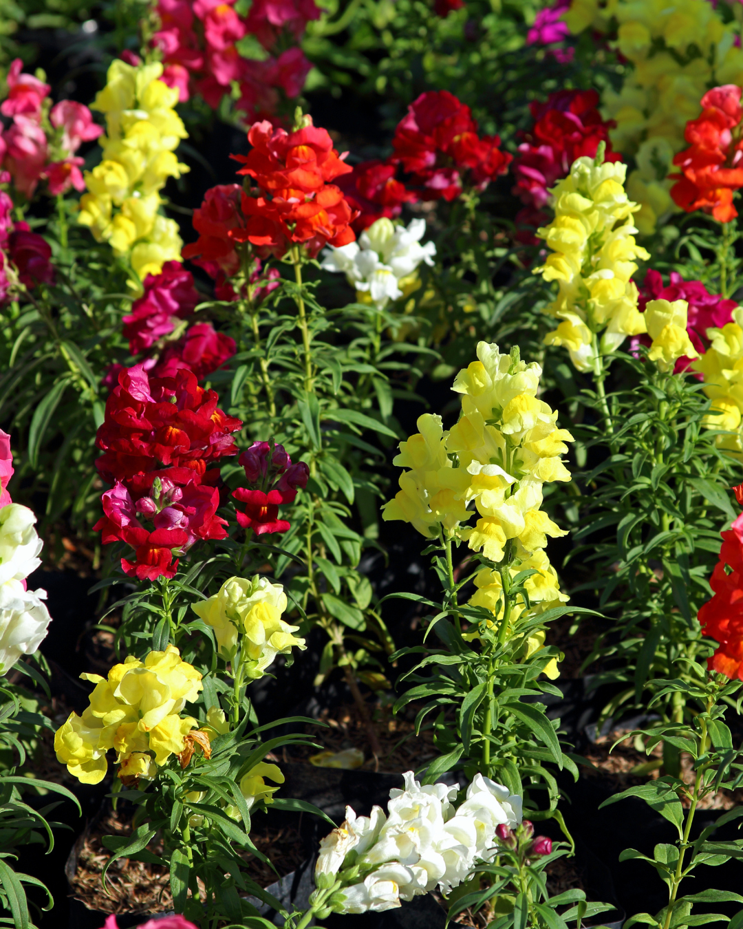 Maximum Mix Snapdragon Seeds