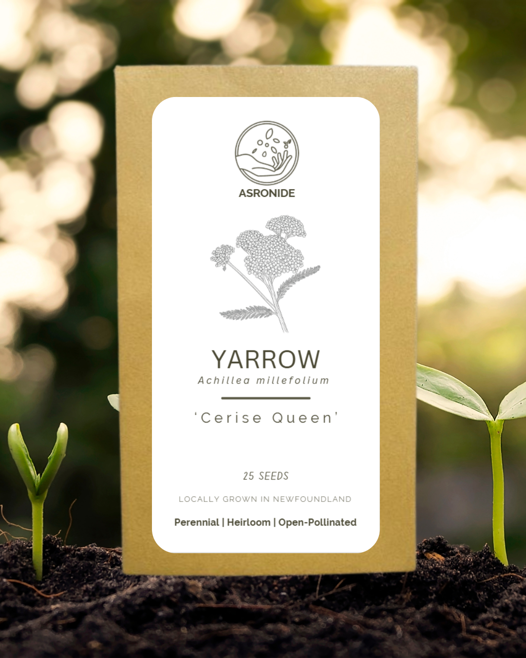 Red Yarrow 'Cerise Queen' Seeds