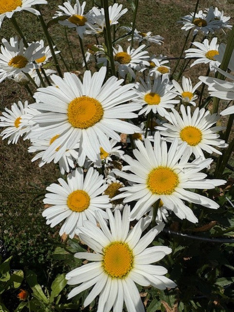 Alaska Shasta Daisy Seeds