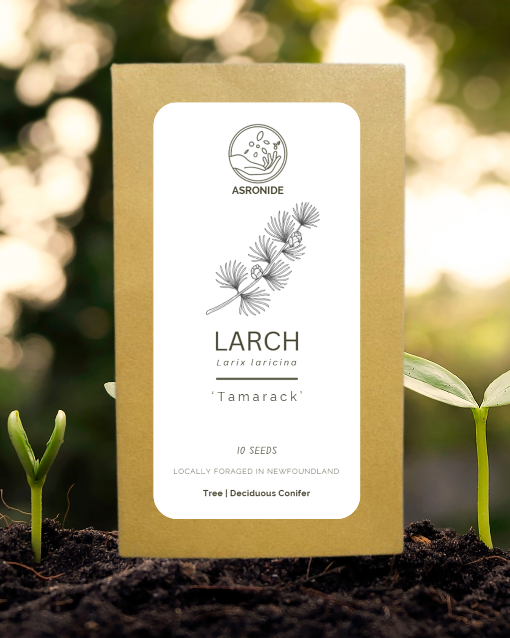 Tamarack Larch Seeds
